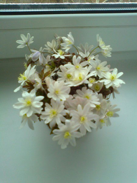 Леана Саутина