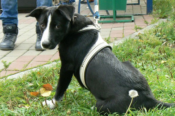 Тимур Дегтяр