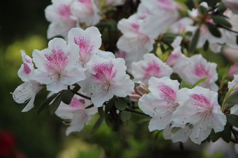 Лилия Иванова