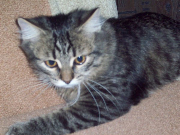 Андрей Тихонов