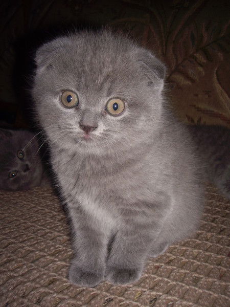 Светланка Окунькова