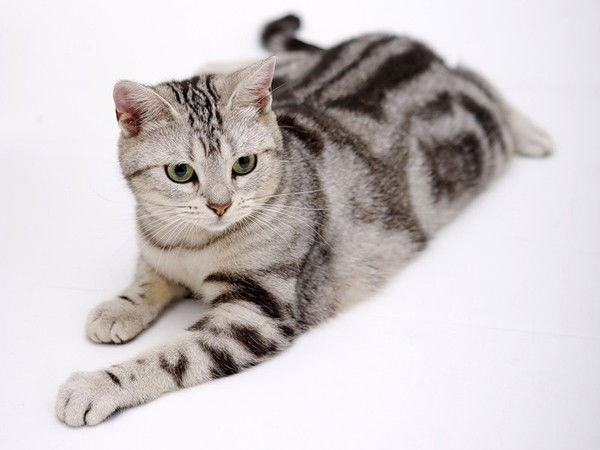 Татьяна Зайко