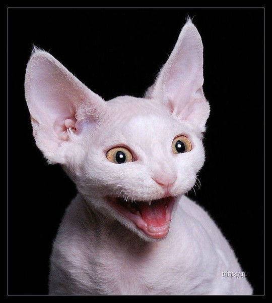 Нина Черепанова