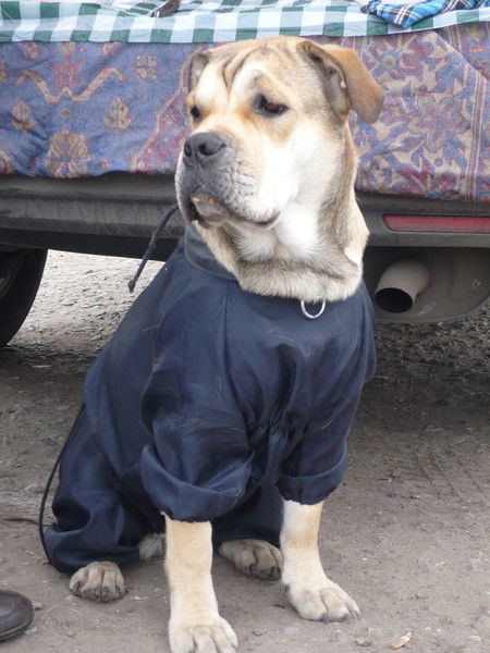 Сергей Моисеев