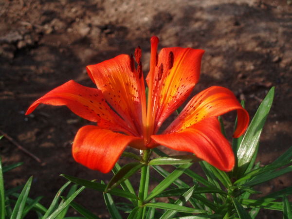 Светлана Дукнатова