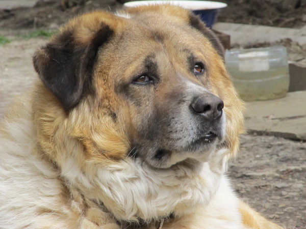 Андрей Орлов