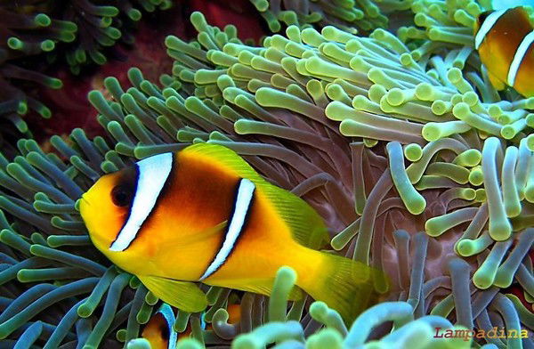 Елена Атамась