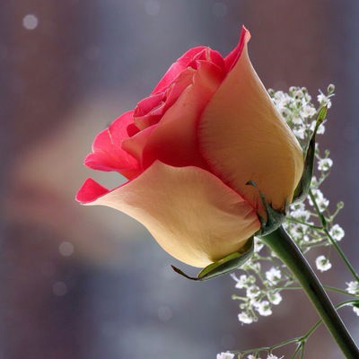 Настя Сафронова