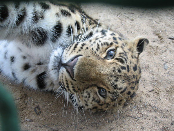 Ольга Леонова