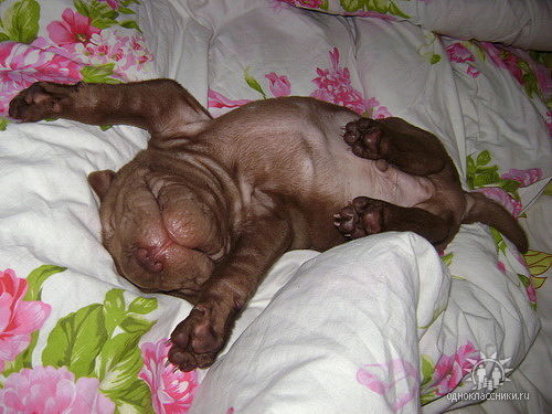 Светлана Зуева