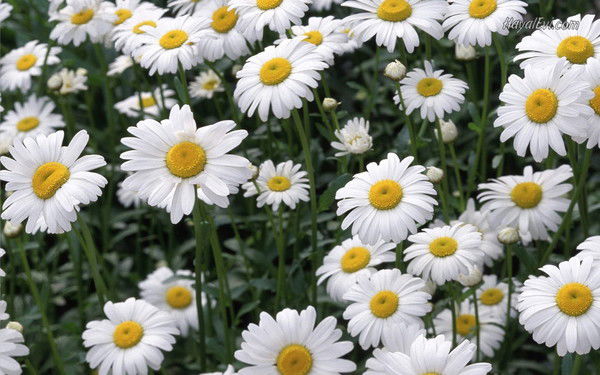 Сауле Захарьянова