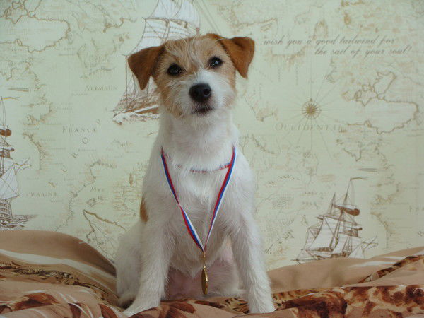 Денис Переводчиков