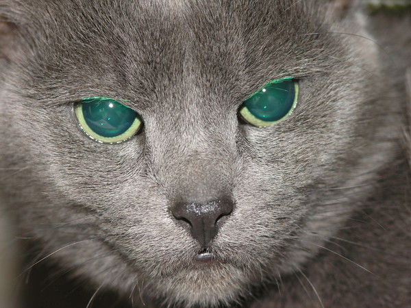 Жанна Гурбанович