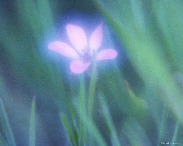 Ирина Гусева