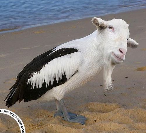 Сергей Телушко