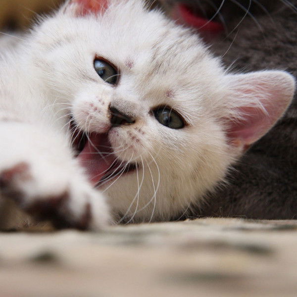 Алексей Алексеев