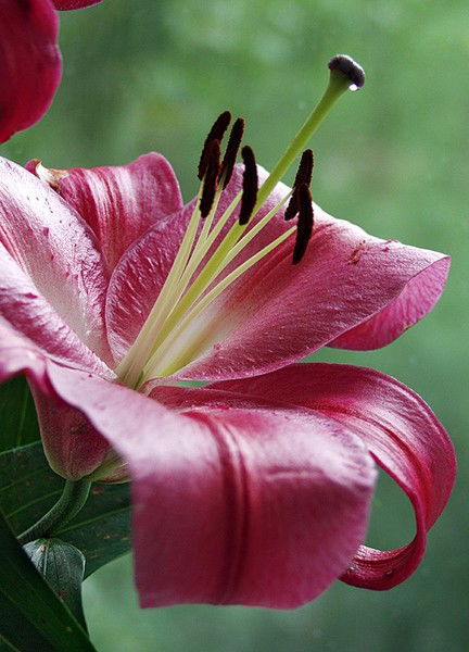 Лилия Назеева