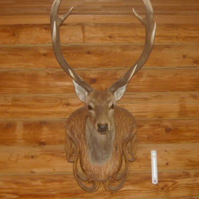 Александр Кравец