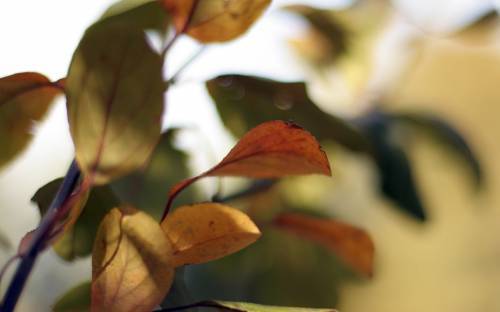 Ольга Галайчук