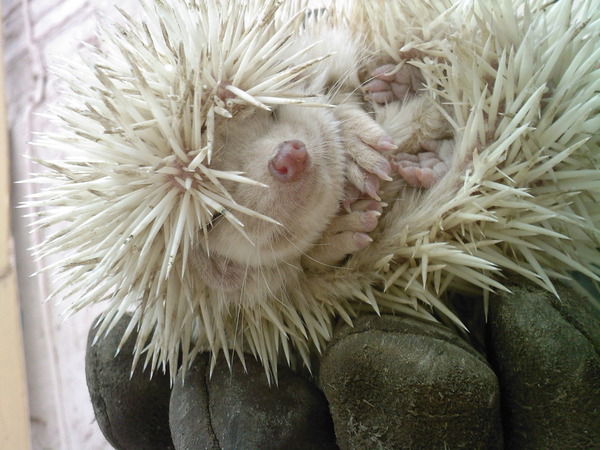 Елена *********