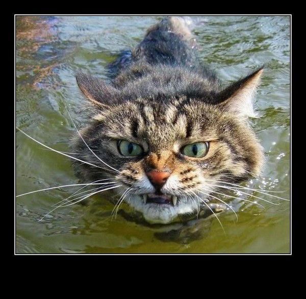 Владимир Максимов