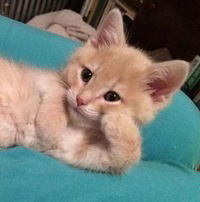 Сергей Фомин