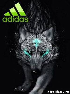 Данил Кальман