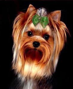 Роксана Бартон