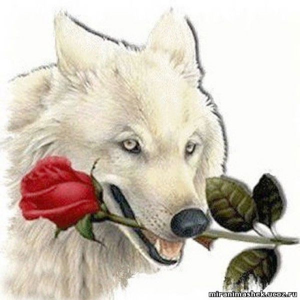 Снежный Волк