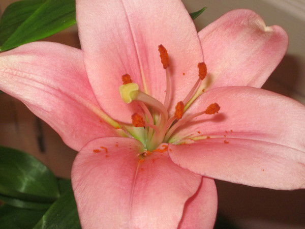 Светлана Овчаренко