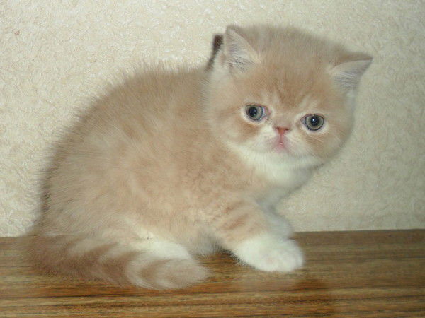 Елена Кульпина