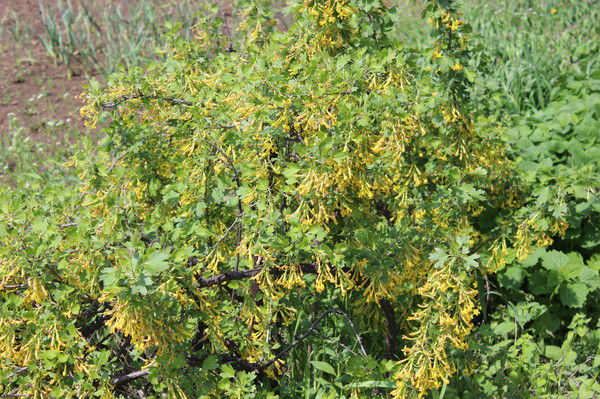 Константин Хован