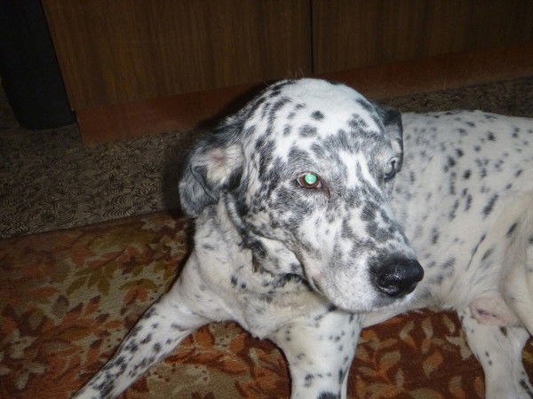 Николай Мазур