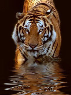 Степан Сентин