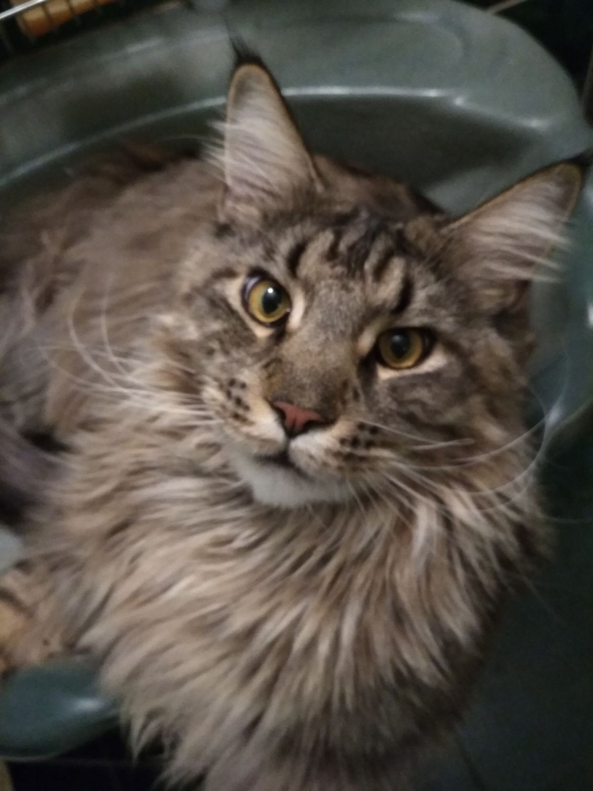 Лена Дакина