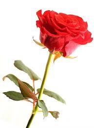 Наталья Гукова