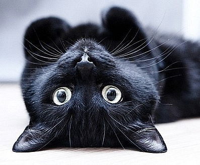 Светлана Хорькина