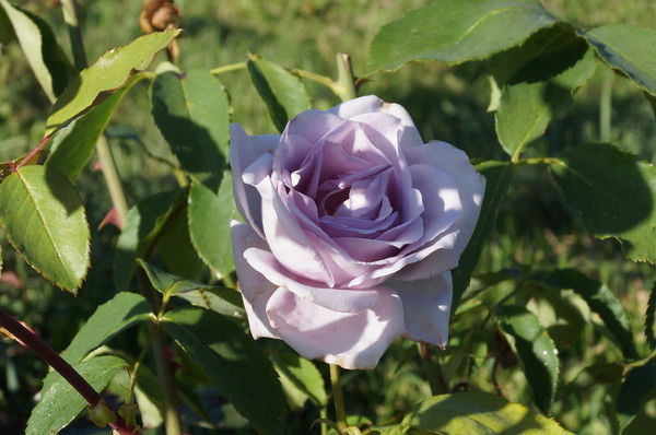 Таня Танина