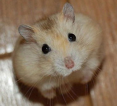 Александр Гончаренко