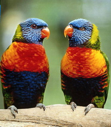 Владимир Artin