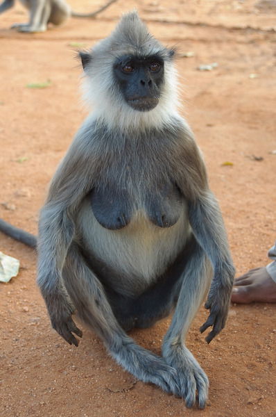 Петр Дзигунов