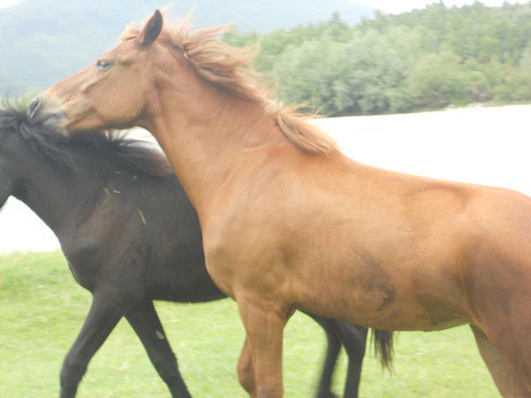 Аня Иванова