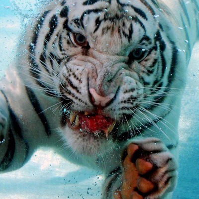 Женя Перосян