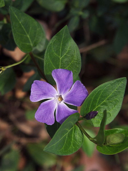 Макамбет Имашпаев