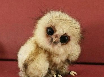 Олег Витальевич Белотелов