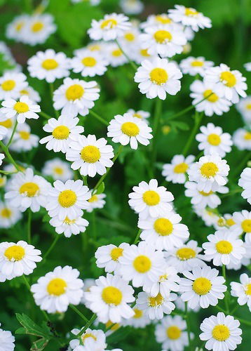 Александра Милосердова