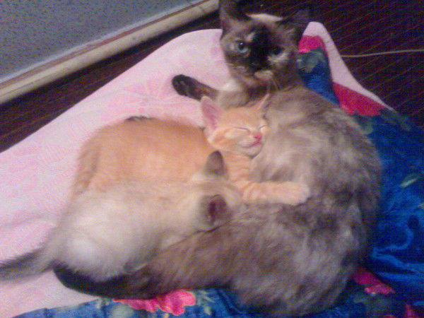 Лида Холоша