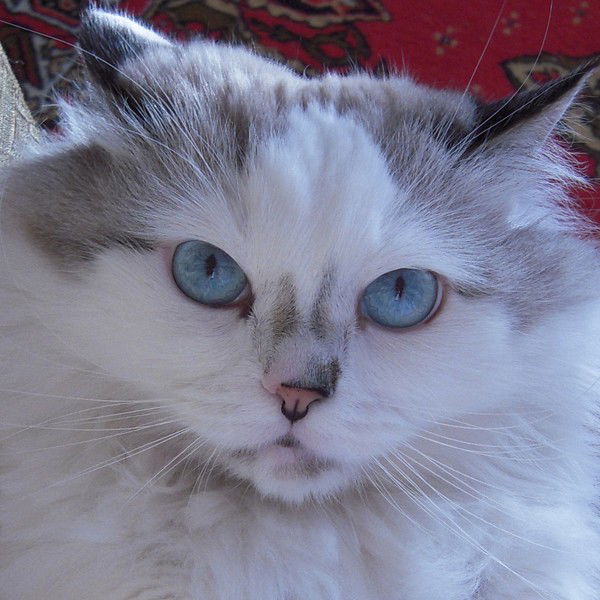 Никита Приблуднов