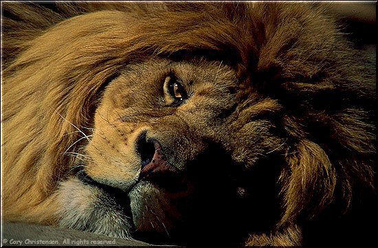 Ямогучая Львица