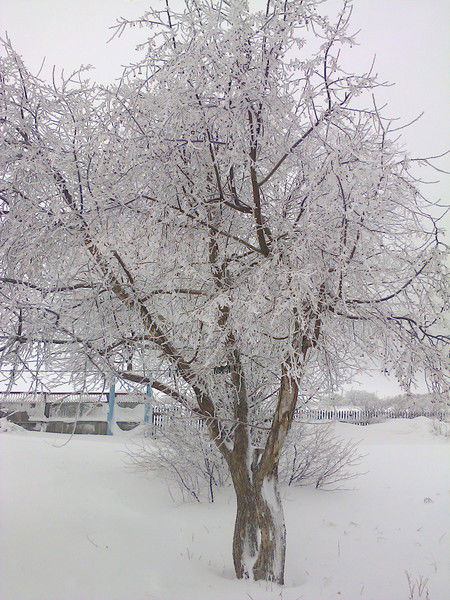 Ольга Писарева